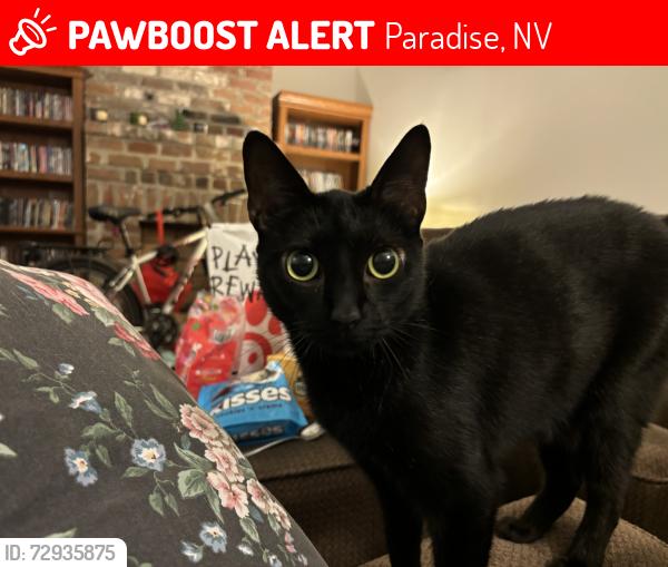 Lost Female Cat last seen Montara ests, Paradise, NV 89121