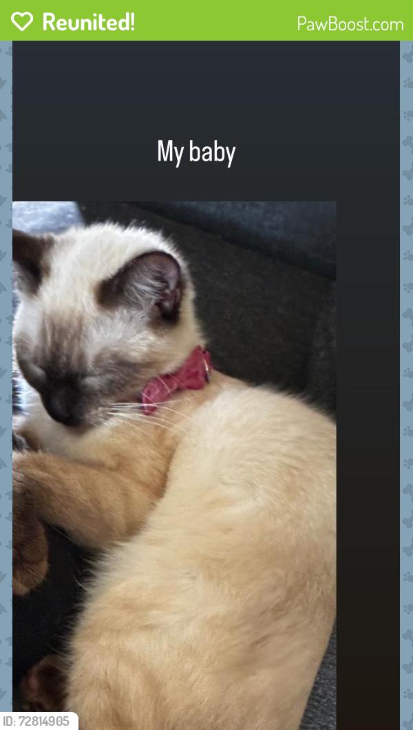 Reunited Female Cat last seen Elaine, Norwalk, CA 90650