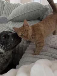Reunited Female Cat last seen Cheatham Hill Elementary School, Marietta, GA 30064