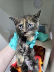 Shelter Stray Female Cat last seen S 36th Street, San Diego, CA, 92113, San Diego, CA 92110
