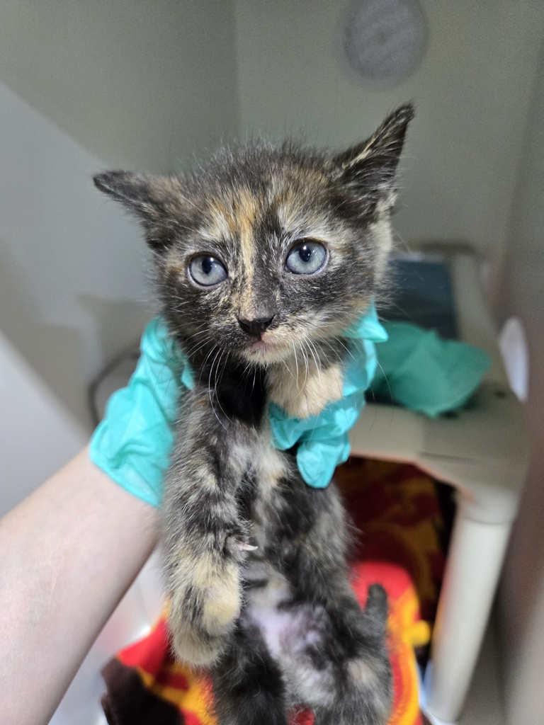 Shelter Stray Female Cat last seen S 36th Street, San Diego, CA, 92113, San Diego, CA 92110