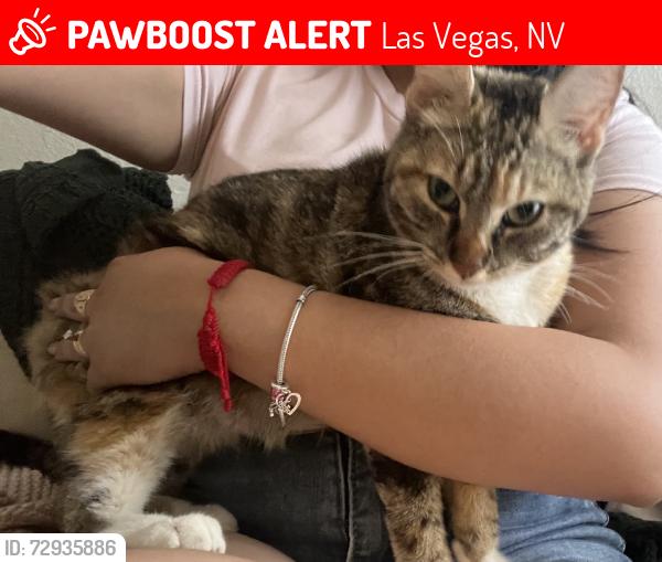 Lost Female Cat last seen Sunset & Easter, Las Vegas, NV 89120