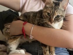 Lost Female Cat last seen Sunset & Easter, Las Vegas, NV 89120