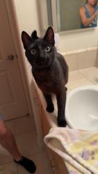 Reunited Male Cat last seen Grand Avenue and Olney Street, San Diego, CA 92109