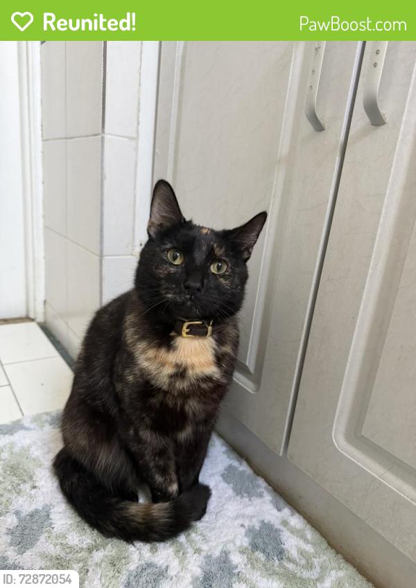 Reunited Female Cat last seen Exxon gas station , Queens, NY 11357