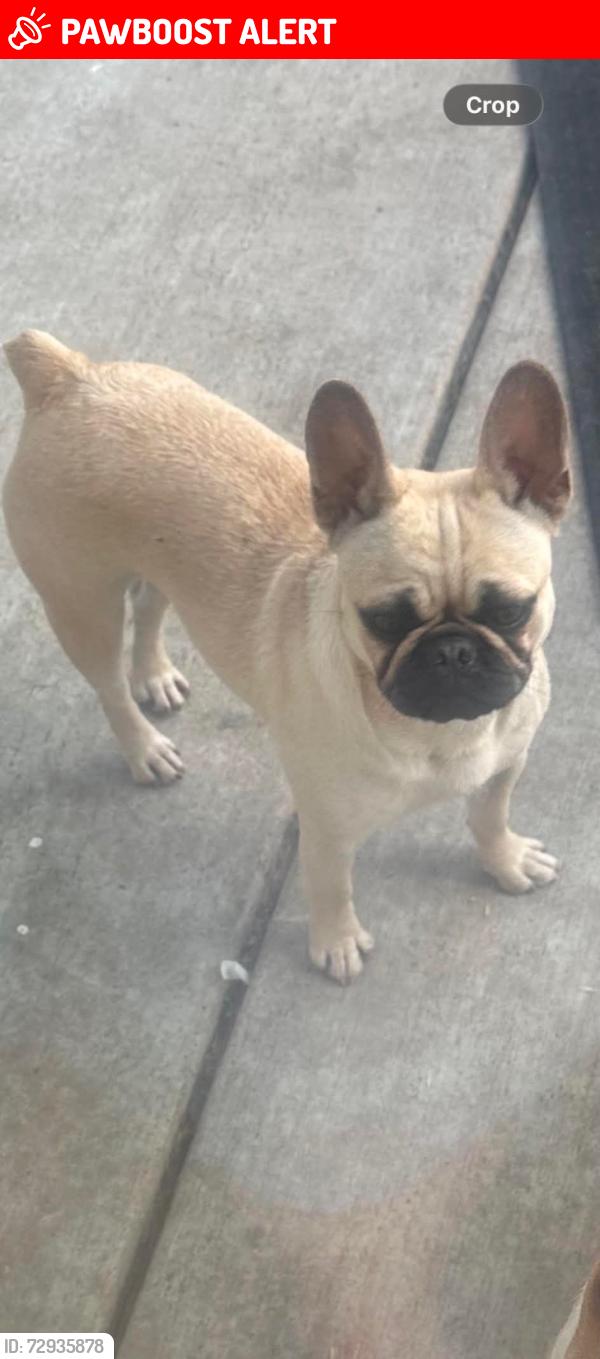 Lost Female Dog last seen Liberty rd clements CA , San Joaquin County, CA 95227