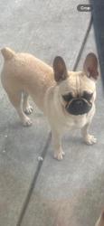 Lost Female Dog last seen Liberty rd clements CA , San Joaquin County, CA 95227