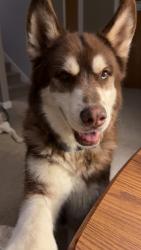 Reunited Male Dog last seen North of 29th and Urish , Topeka, KS 66614