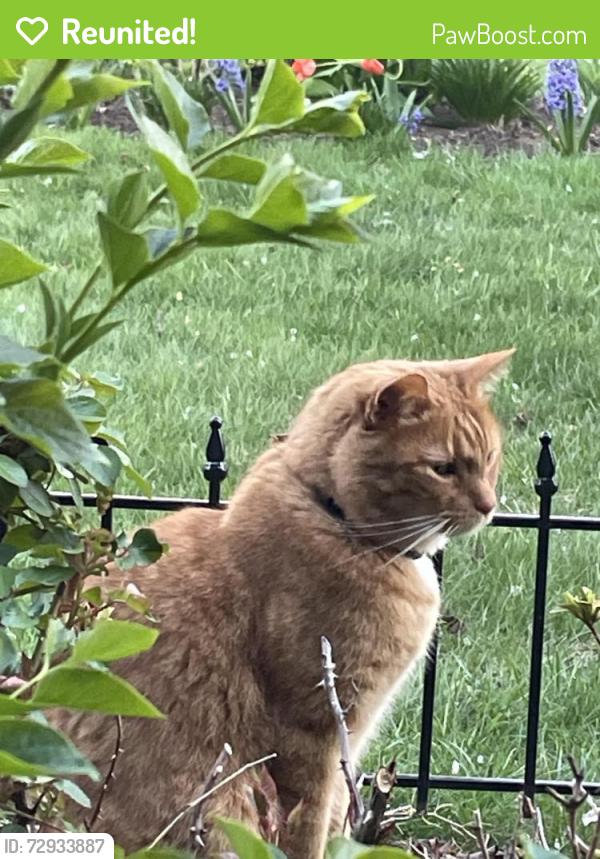 Reunited Male Cat last seen Brigade & Regiment near Wertzville Rd, Enola, PA 17025