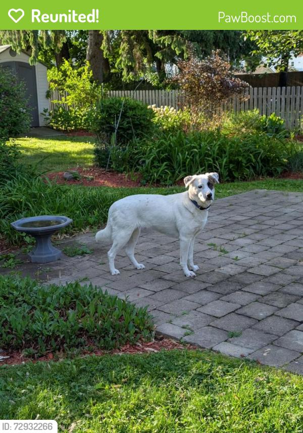 Reunited Female Dog last seen Pembrook , Poughkeepsie, NY 12603