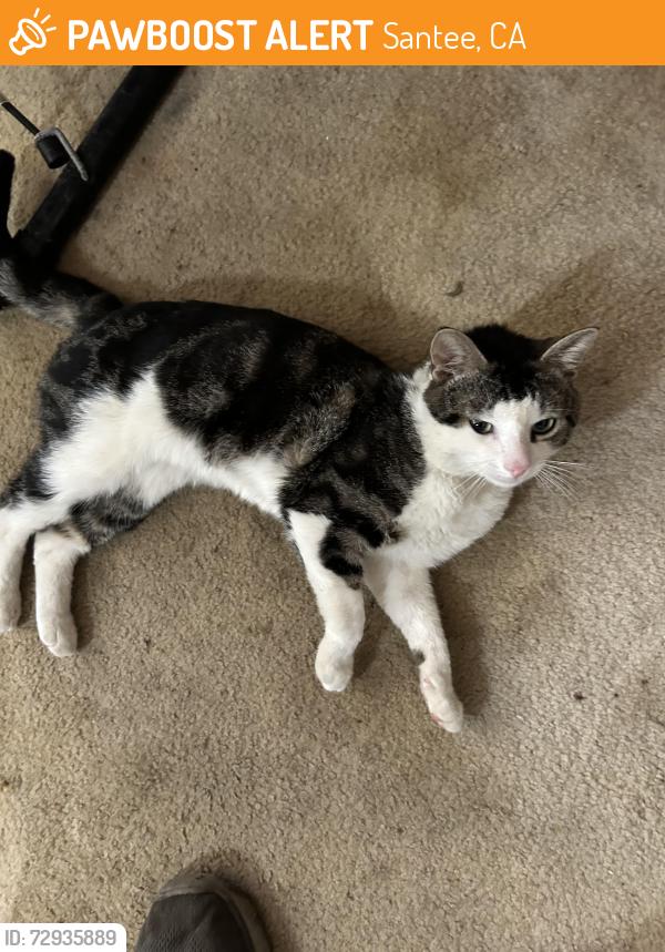 Found/Stray Male Cat last seen Elnopal, Santee, CA 92071