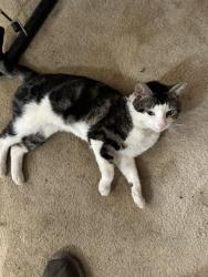 Found/Stray Male Cat last seen Elnopal, Santee, CA 92071
