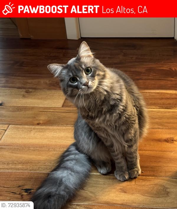 Lost Male Cat last seen Berry ave, Los Altos, CA 94024