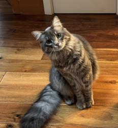 Lost Male Cat last seen Berry ave, Los Altos, CA 94024