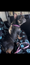 Reunited Female Dog last seen Chakkar ests and Tully rd turlock , Turlock, CA 95380