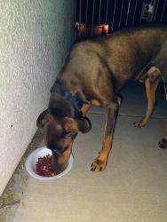 Reunited Male Dog last seen midvale and irvington, Tucson, AZ 85746
