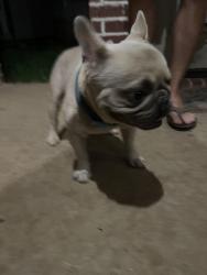 Reunited Male Dog last seen Cherryhill dr , Tyler, TX 75703