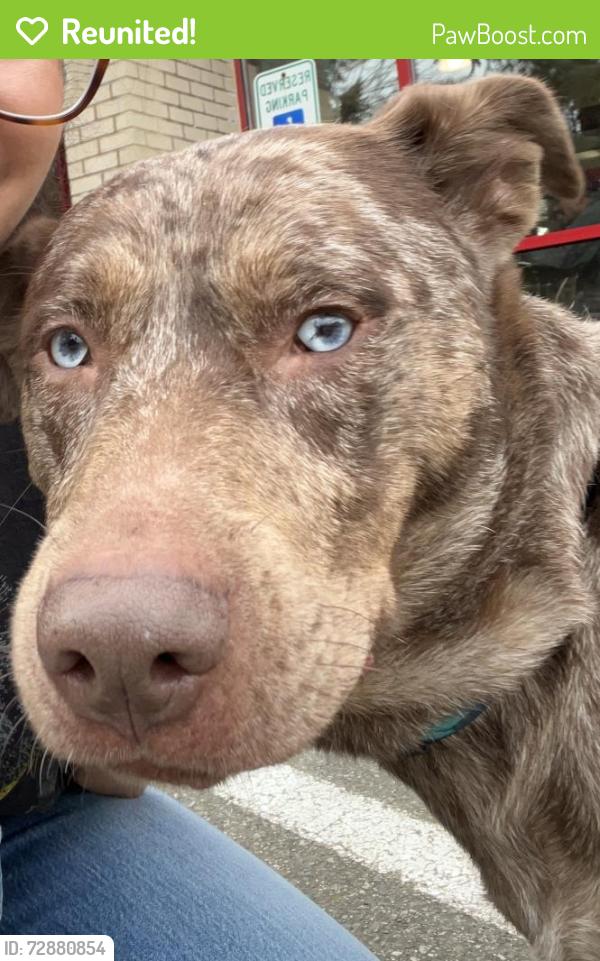 Reunited Female Dog last seen Tukwila International Blvd Bus Station, Tukwila, WA 98168