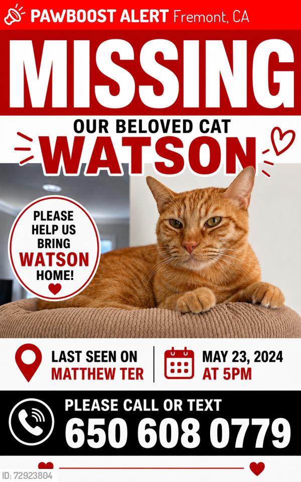 Lost Male Cat last seen Matthew ter, Fremont, CA 94555