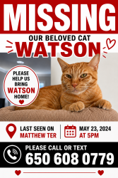 Lost Male Cat last seen Matthew ter, Fremont, CA 94555