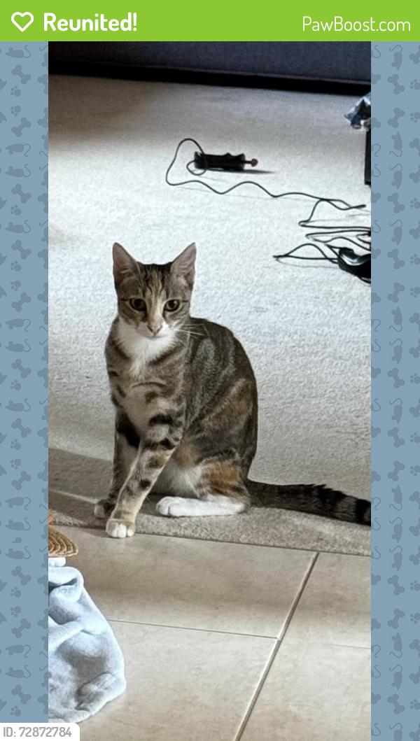 Reunited Female Cat last seen Meadowbrook drive , Parkwood, WA 6147