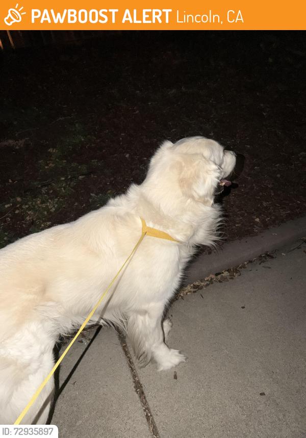 Found/Stray Male Dog last seen Westview Drive & Lynx , Lincoln, CA 95648