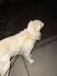 Found/Stray Male Dog last seen Westview Drive & Lynx , Lincoln, CA 95648