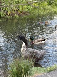 Found/Stray Male Bird last seen Off trail, in water, Tigard, OR 97223
