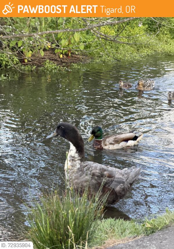 Found/Stray Male Bird last seen Off trail, in water, Tigard, OR 97223