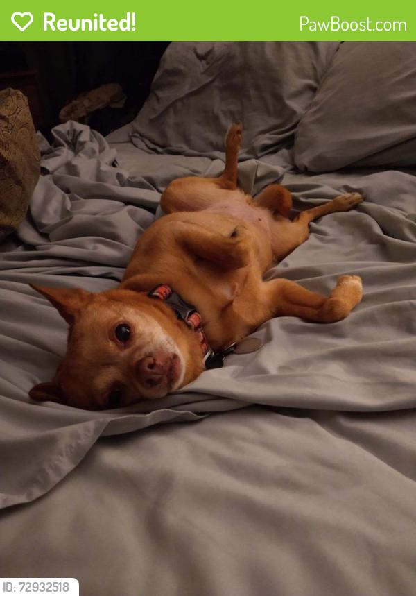 Reunited Female Dog last seen Tulip ave , Forest Park drive, District Heights, MD 20747