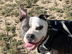 Reunited Male Dog last seen Morrison and Raleigh Street, Denver, CO 80219