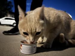 Reunited Male Cat last seen Near Saranac Pl, Riverside, CA 92508, USA, Riverside, CA 92508