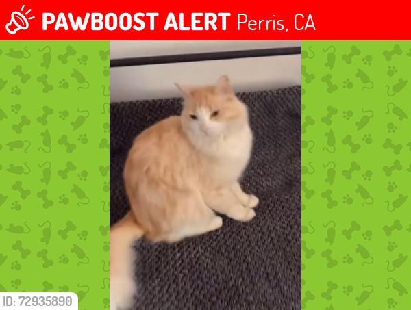 Lost Female Cat last seen yosemtie street and joshua tree ct, near the mailbox, Perris, CA 92570
