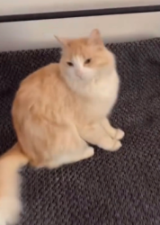 Lost Female Cat last seen yosemtie street and joshua tree ct, near the mailbox, Perris, CA 92570