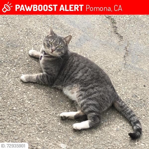 Lost Female Cat last seen Westmont , Pomona, CA 91766