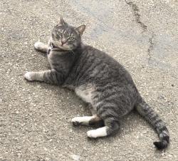 Lost Female Cat last seen Westmont , Pomona, CA 91766