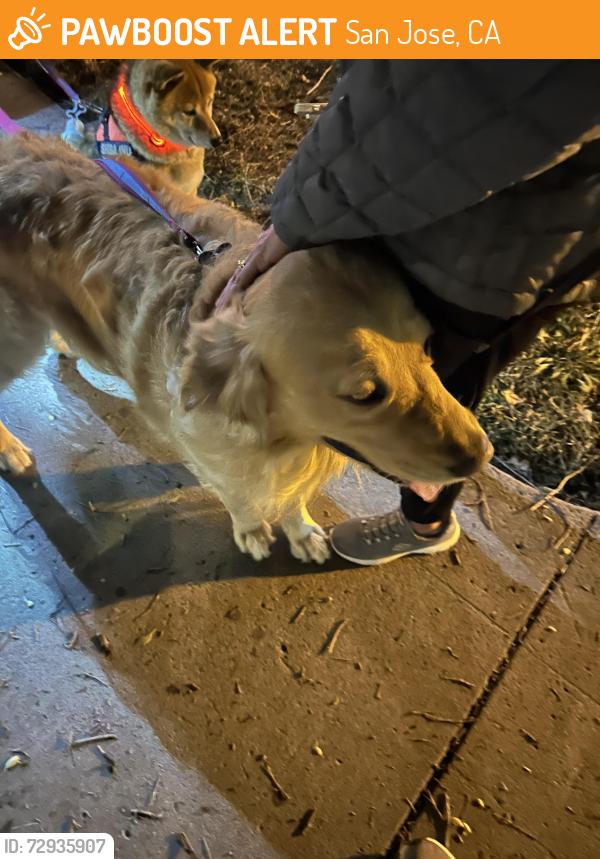 Found/Stray Male Dog last seen Aram and Spruance, San Jose, CA 95128
