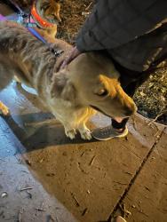 Found/Stray Male Dog last seen Aram and Spruance, San Jose, CA 95128
