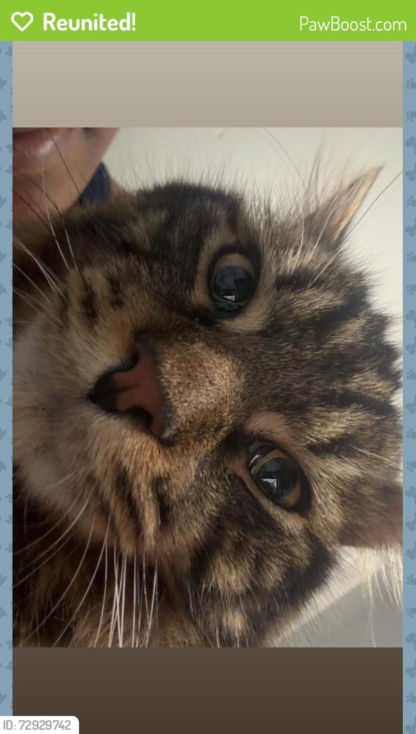 Reunited Male Cat last seen CVS,east middle, Worcester, MA 01604