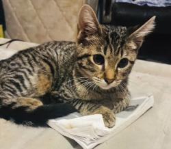 Lost Female Cat last seen Prospect park subdivision , Memphis, TN 38106
