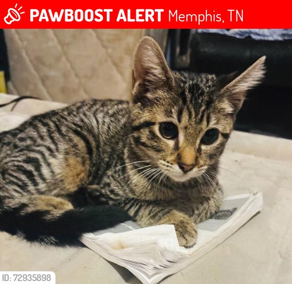 Lost Female Cat last seen Prospect park subdivision , Memphis, TN 38106
