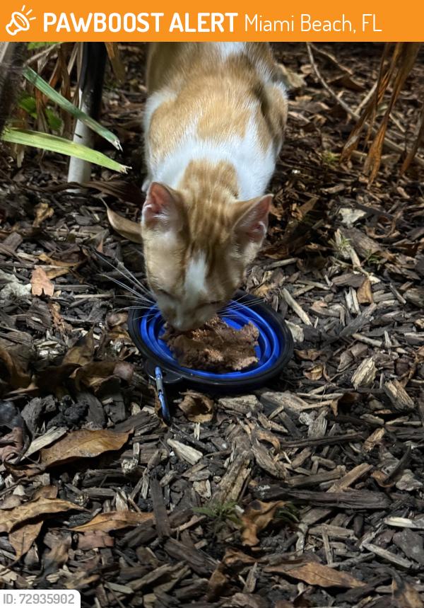 Found/Stray Unknown Cat last seen 15th and Bay Rd, Miami Beach, FL 33139