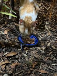 Found/Stray Unknown Cat last seen 15th and Bay Rd, Miami Beach, FL 33139