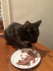Reunited Female Cat last seen Exxon gas station , Queens, NY 11357