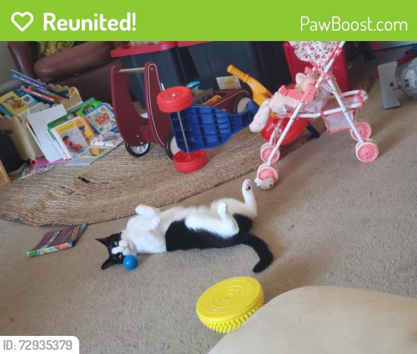 Reunited Male Cat last seen Pino Drive and Laurel Street, Lakeside, CA 92040
