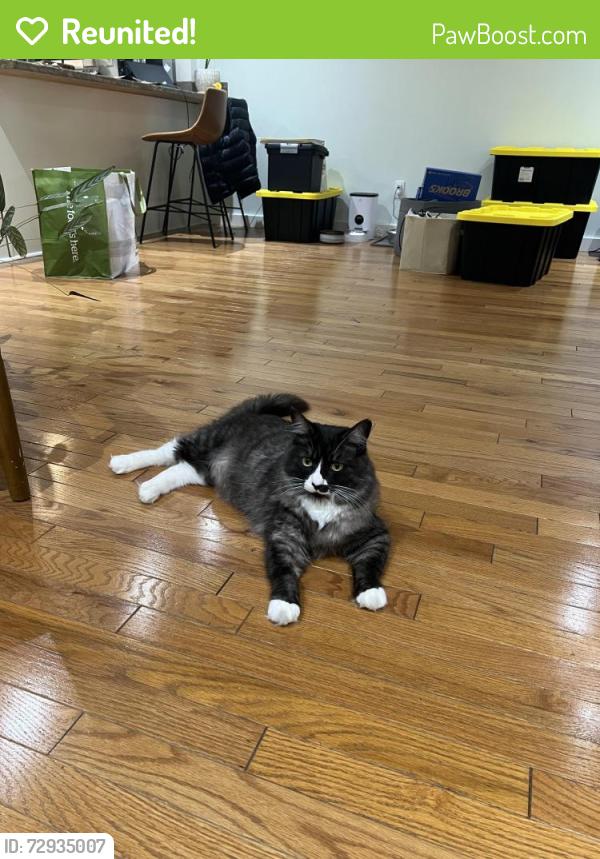 Reunited Male Cat last seen 52nd / Franklin, Portland, OR 97206