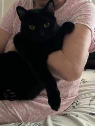 Reunited Male Cat last seen Near Linksman Ln, Katy, TX 77449, USA, Katy, TX 77449