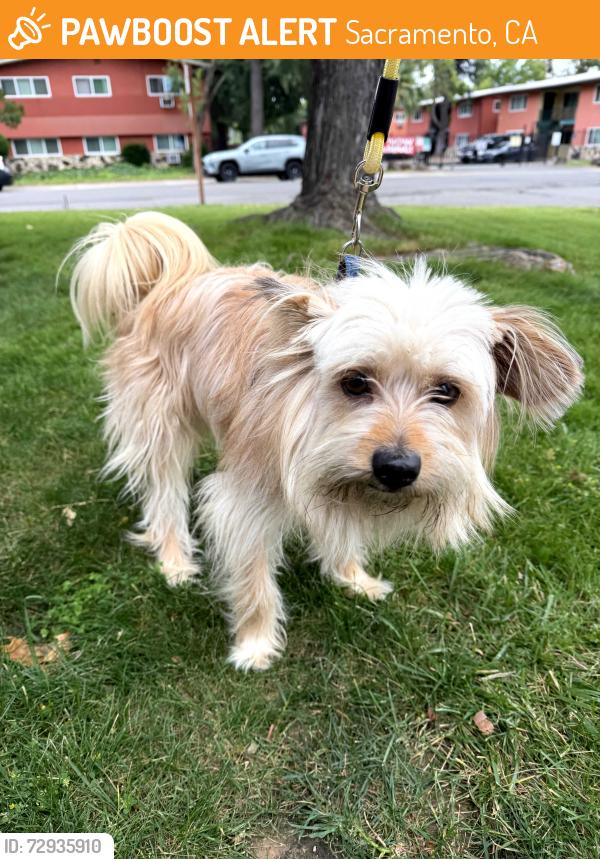 Found/Stray Male Dog last seen Eastern and robertson avenue 95821, Sacramento, CA 95821