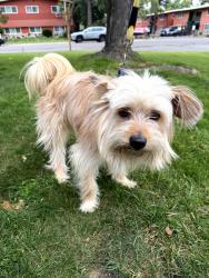Found/Stray Male Dog last seen Eastern and robertson avenue 95821, Sacramento, CA 95821