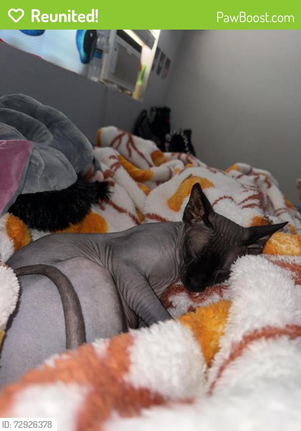 Reunited Male Cat last seen On leffingwell last seen running in backyard , Whittier, CA 90605